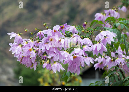 Le Népal, Région de l'Ouest, Dharapani, sur le circuit de l'Annapurna - Jour 2 - De Jagat à Dharapani - Close up of blossoms Banque D'Images