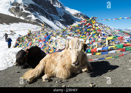 Le Népal, Région de l'Ouest, Tanki Manang, sur le circuit de l'Annapurna - Jour 9 - Thorong Phedi à Muktinath - Yacks les passants professionnels Banque D'Images