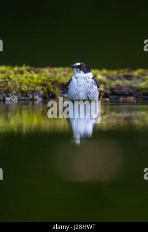 Homme (Ficedula hypoleuca) Echelle Banque D'Images