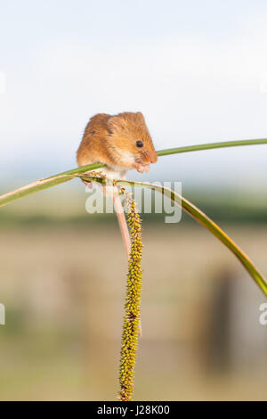 Micromys minutus (Souris) se nourrissant d'un épi de blé avec soft-focus champs en arrière-plan Banque D'Images