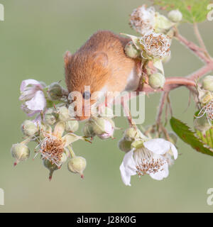 Micromys minutus (Souris) se nourrissent de bourgeons Banque D'Images