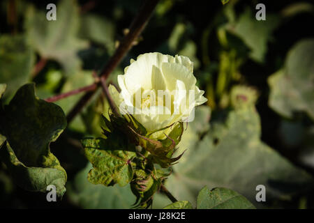 L'Ouzbékistan, Buxoro Province, Jondor tumani, le coton est la plus importante usine de terres arables en Ouzbékistan depuis l'époque de Staline Banque D'Images