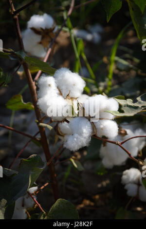 L'Ouzbékistan, Buxoro Province, Jondor tumani, le coton est la plus importante usine de terres arables en Ouzbékistan depuis l'époque de Staline Banque D'Images