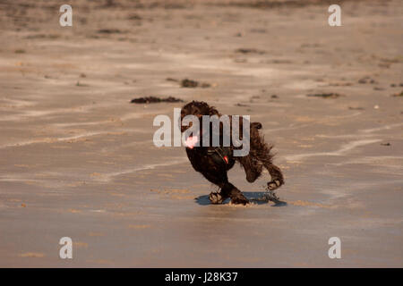 Sprocker spaniel Holly fonctionne sur une plage de Millisle Co Down N Irlande chasse les oiseaux. Banque D'Images