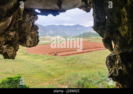 Vue d'une ferme d'une grotte dans la vallée de Vinales à Cuba Banque D'Images