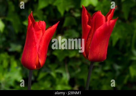 Fine art Photography : Deux tulipes rouges contre un arrière-plan vert de feuilles Banque D'Images