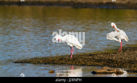 Spatule d'Afrique dans le parc national Kruger, Afrique du Sud ; Espèce Platalea alba famille des Threskiornithidae Banque D'Images