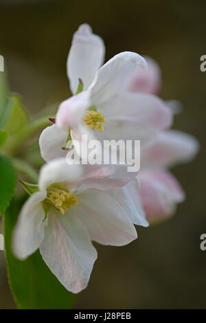 Apple Blossom closeup Banque D'Images