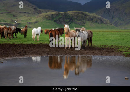 Les Chevaux Islandais sont connus pour leurs couleurs et atypique pour leurs crinières et queues. LING Banque D'Images