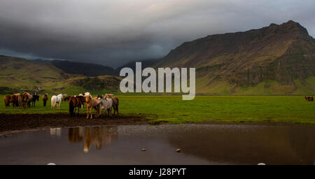 Les Chevaux Islandais sont connus pour leurs couleurs et atypique pour leurs crinières et queues. LING Banque D'Images