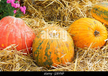 Pumpkin sur fond de foin Banque D'Images