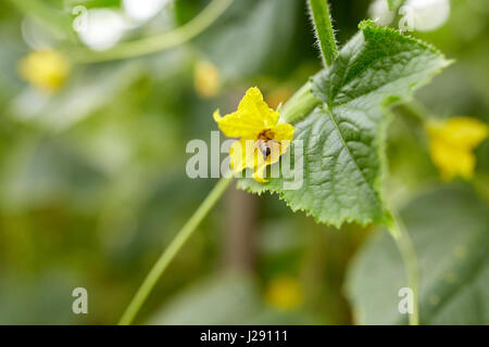 Abeille pollinisant concombre à fleurs jardin Banque D'Images