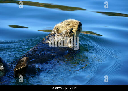 Seaotter Enhydra lutris, nager sur le dos, les mains croisées, Kachemak Bay, Aalska Banque D'Images