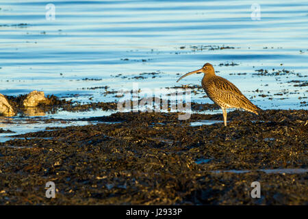 Curlew  adulte  nourrissant en seeweed au bord de l'eau, avec nourriture en facture  hiver  Anglesey, pays de Galles, Royaume-Uni Banque D'Images