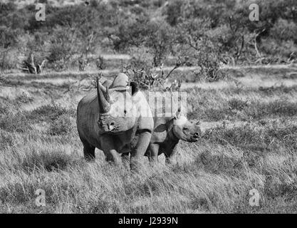 Un rhinocéros noir mère et son veau olf 6 mois dans le sud de la savane africaine Banque D'Images