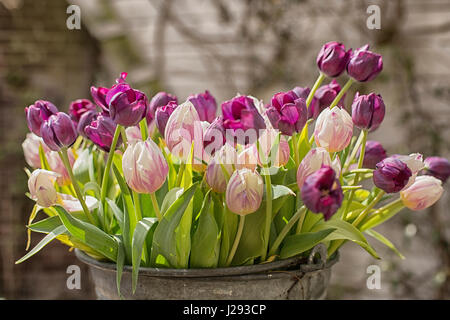 Violet et rose tulipes dans un seau de zinc dans le jardin Banque D'Images