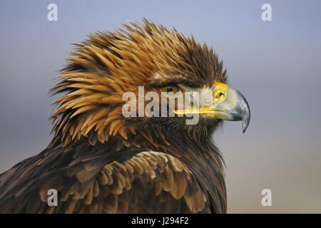 L'Aigle royal (Aquila chrysaetos) portrait avec close-up de tête, Autriche | conditions dans le monde entier Banque D'Images