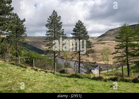 Les arbres forestiers à Binn Green à côté du réservoir de Pierre Colombe près de Greenfield, Greater Manchester, Angleterre Banque D'Images