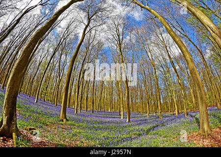 8mm fisheye de sous bois bluebell hêtres dans Micheldever bois près de Winchester dans le Hampshire, en Angleterre. Banque D'Images