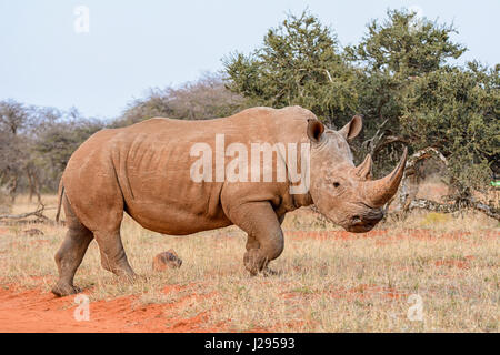 Rhinocéros blanc du sud de savane africaine Banque D'Images