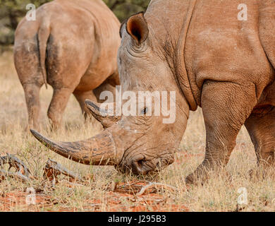 Rhinocéros blanc du sud de savane africaine Banque D'Images