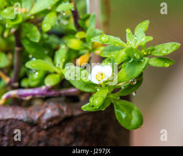 Alyssum petite fleur blanche avec des gouttes de pluie Banque D'Images