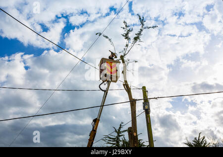 Un chirurgien d'arbre dans une plate-forme aérienne de sélectionneur de cerisier en retirant un arbre du haut vers le bas à l'aide d'une scie à chaîne. Banque D'Images