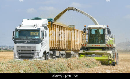 Combiner la récolte d'un champ vert et décharge pour l'ensilage de blé sur un camion remorque double Banque D'Images