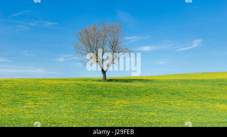 Arbre sur flower meadow, ciel bleu et nuages blancs Banque D'Images