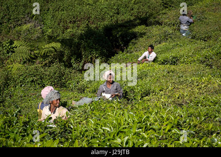 Récolte de thé sur la colline près de la ville de Munnar Banque D'Images