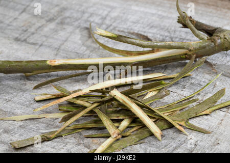 Balsam-Pappel, Balsampappel, Rinde wird mit Messer, abgeschält Heilzwecken genutzt und zu schnittholz, Borke, Populus spec., le peuplier baumier, écorce, couenne Banque D'Images