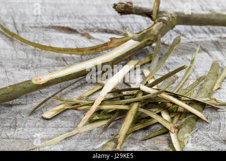 Balsam-Pappel, Balsampappel, Rinde wird mit Messer, abgeschält Heilzwecken genutzt und zu schnittholz, Borke, Populus spec., le peuplier baumier, écorce, couenne Banque D'Images