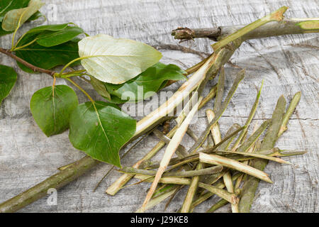 Balsam-Pappel, Balsampappel, Rinde wird mit Messer, abgeschält Heilzwecken genutzt und zu schnittholz, Borke, Populus spec., le peuplier baumier, écorce, couenne Banque D'Images