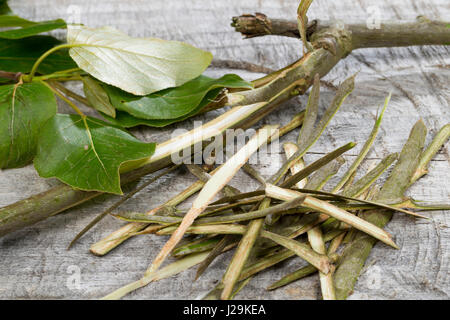 Balsam-Pappel, Balsampappel, Rinde wird mit Messer, abgeschält Heilzwecken genutzt und zu schnittholz, Borke, Populus spec., le peuplier baumier, écorce, couenne Banque D'Images