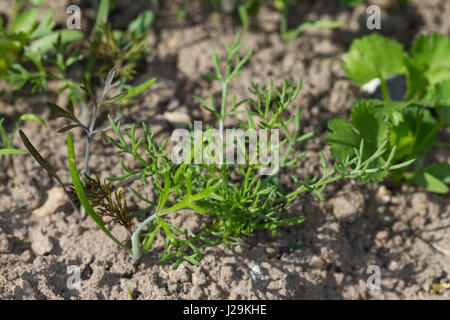 L'aneth, Gurkenkraut, Aneth, Anethum graveolens Banque D'Images