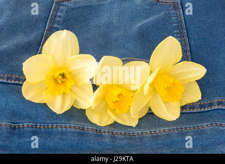 Libre de trois belles fleurs narcisse jaune dans une nouvelle poche de jean en denim bleu avec copie espace. Banque D'Images