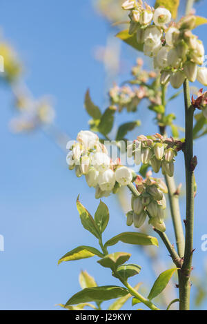 Vaccinium corymbosum. Blueberry 'Earliblue' fleurit en avril. UK Banque D'Images