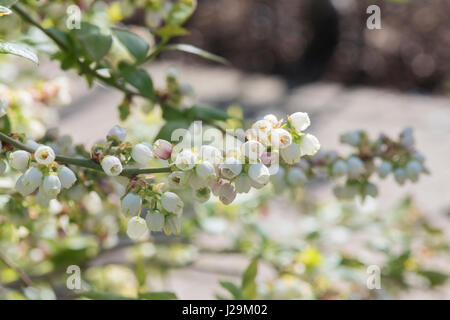 Vaccinium corymbosum. Blueberry 'Earliblue' fleurit en avril. UK Banque D'Images