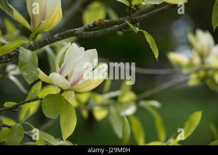 Magnolia 'Banana Split' fleur en avril. Magnolias floraison jaune Banque D'Images