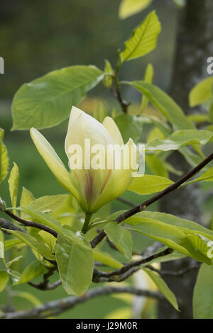 Magnolia 'Banana Split' fleur en avril. Magnolias floraison jaune Banque D'Images
