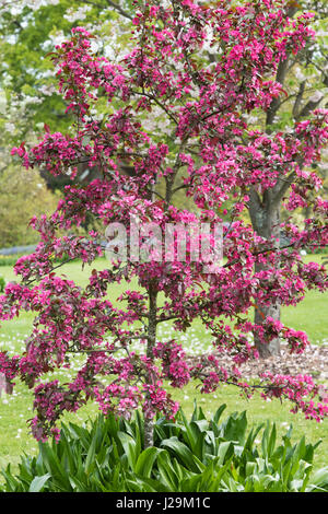 Malus toringo 'Scarlett'. Apple Blossom Crabe japonais Banque D'Images