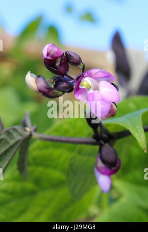 Un Bean Violet fleur dans un jardin. Banque D'Images