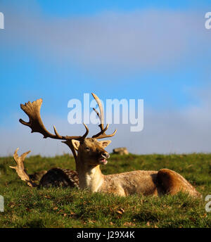 Grand Cerf assis dans jolie prairie Banque D'Images