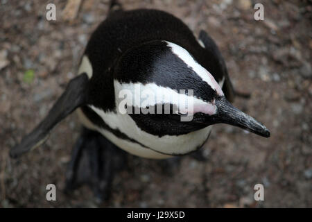 Penguin à cailloux hêtre posing Banque D'Images