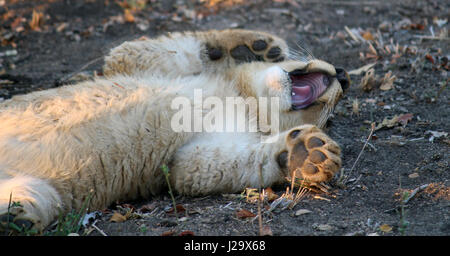 Sauvage magnifique lion cub resting in the bush Banque D'Images