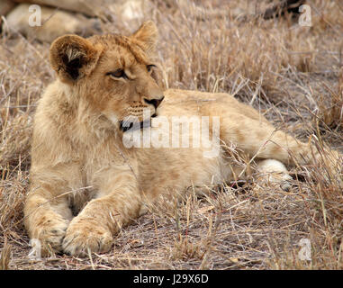 Sauvage magnifique lion cub resting in the bush Banque D'Images