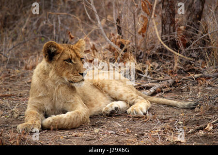 Sauvage magnifique lion cub resting in the bush Banque D'Images