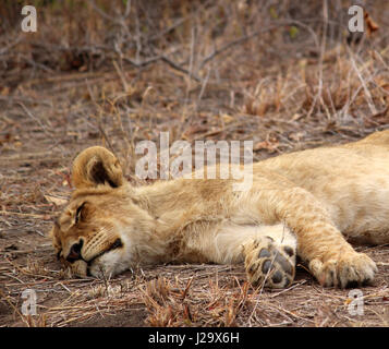 Sauvage magnifique lion cub resting in the bush Banque D'Images