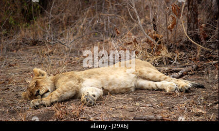 Sauvage magnifique lion cub resting in the bush Banque D'Images