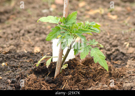 Plant de tomate poussant dans le sol Banque D'Images